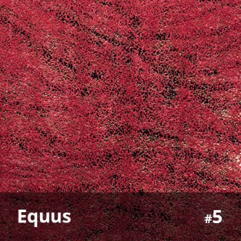 Equus 5